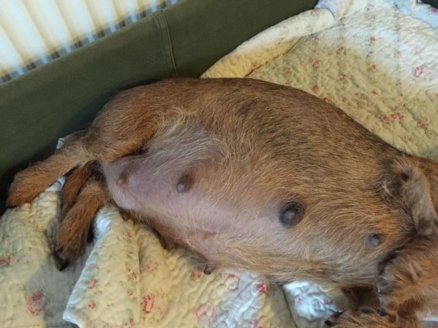 Ronja's mave på dag 63, sidst på eftermiddagen  