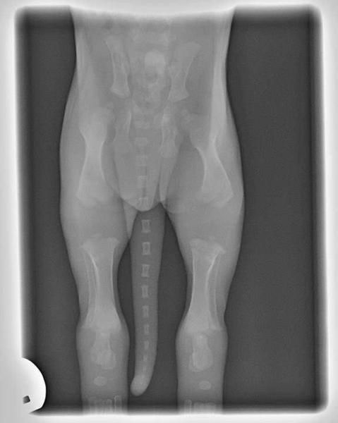 Røntgen billedet er fra en tilfældig og helt sund og normal hund ikke  (gravhund )