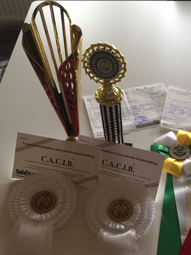 International SKK dogshow in Eslöv/SE, judge: Bjarne Sørensen/NO
Skovens A'capella Expensive Juvel Bruks/Jaktklass Exc 1 CK BTK 2 CACIB, ejer Skovens A'capella
Tiny Trotters HARD AS A ROCK Bruks/Jaktklass Exc 1 CK BHK 2 CACIB, ejer Skovens A'capella 
Skovens A'capella Elegant Elsa Juniorklass Exc 1 CK BTK 1 CERT BIM, ejer Helle og Peter Ovesen.
med os fik vi derudover 2 Rosetter et til Rock og en til Juvel for deres Svenske Vildtspor Championat, og 1 til Dennis for hans Svenske Eksteriør Championat. En fantastisk dag for vores Kennel Skoven's A'capella med tre 1. vinder af hver deres klasse.