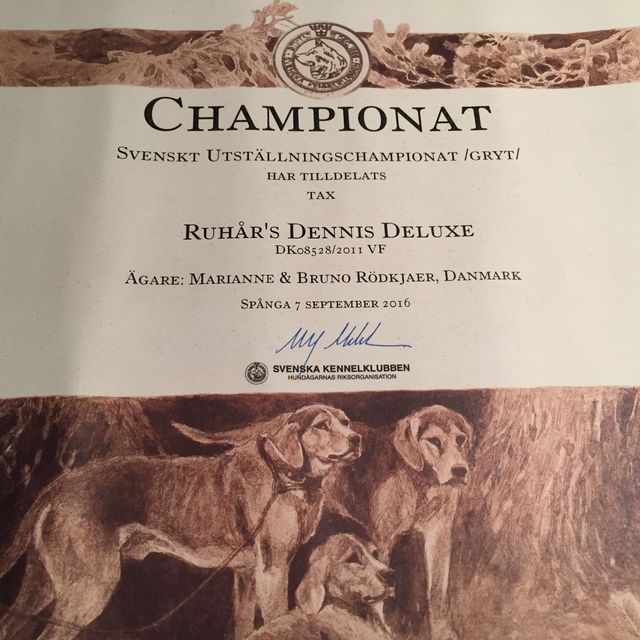 Ruhår Dennis Deluxe, nu også med det Svenske Diplom:
SVENSKT UTSTÂLLINGSCHAMPIONAT GRYT
Tilføjes øvrige titler: DKCH(G) DKBRCH(G) SECH(G) GRAVPR KLBCH WUTJCH 
ÅRET GRAVHUND 2013
Ejer: Kennel Skovens A'capella v/Marianne og Bruno Rodkjær 
Opdrætter: Kennel Ruhår v/Gitte Engen