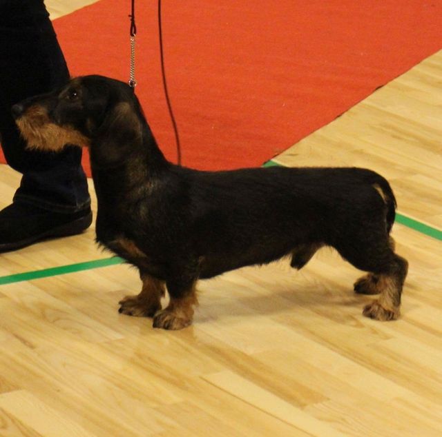 Tiny Trotters Hard As A Rock: Åbenklasse Plac. 1 Excellent CK 3.BHK CERT og nu med tittel Ny Champion 2016, SEVCH DKCH(G) SECH(G) GRAVPR 