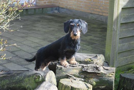 Idun V.D.josephinas Hoeve (Freja) Fik hendes sidste kuld sommeren 2018, derefter blev hun Skovens A'capella 2. pensionist. Freja elsker jagtformen Drev. Freja er vores snakkende hund, hun sørger for at maden til husets hunde serveres til tiden morgen og aften ;-) 
Freja lever nu sit otium i Norge, sammen med hendes hvalp Tikka hos Anne og Jens. 
Vi har overtaget Frejas plads og sørger for at alle får mad til tiden 
