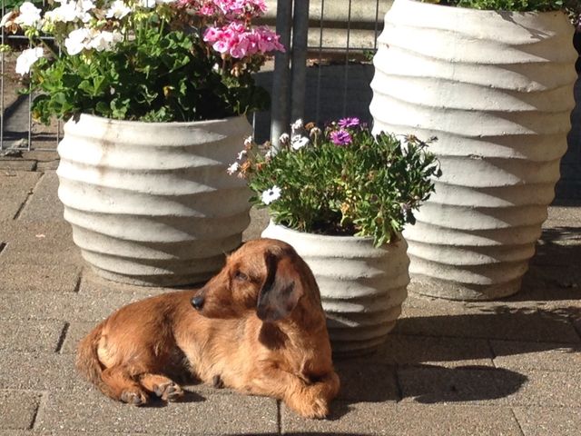 Marrondale's Xynthia (Ronja)
Fik hendes sidste kuld foråret 2017. Ronja blev Skovens A'capella 1. pensionist 
Ronja elsker Gravjagt og afslapning i solen. Ronja er flokkens Dronning, hun sikre ro og orden i flokken, med hendes kærlige glimt i øjet. Ronja charmer sig ind ved alle. 
Pludselig viste det sig at Ronja på hendes gamle dage, også formåede at hente ænder, på land og i vand......Ronja har altid hadet vand :-) men på andejagt betyder det åbenbart intet