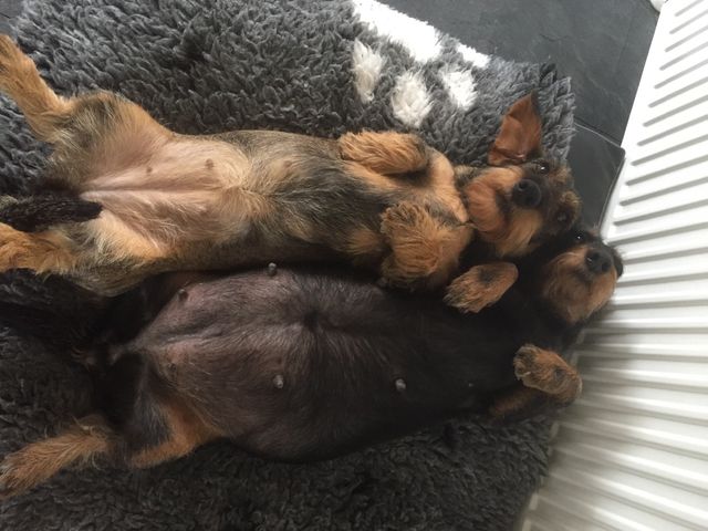 Freja på dag 58 sammen med vore knap 2. årig juvel som
nyder at putte sammen med Freja, så det bliver lidt hårdt for hende når Freja skal føde og ikke ønsker Juvels besøg i hvalpekasse de første uger.
