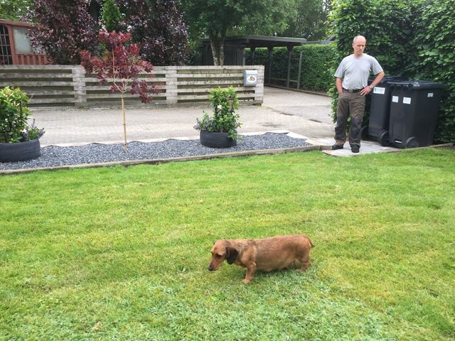 Ronja på havevandring hun er nu nået til dag 61 +/-  maven når det nyslået græs. Ronjas mave bevæger, der er live derinde 