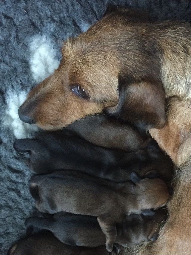 På dag 69 d.19. juni, endelig besluttede hun sig for, at føde. Hvalpene er nu snart 1 døgn, alle trives, mor Ronja passer dem så fantastisk godt 