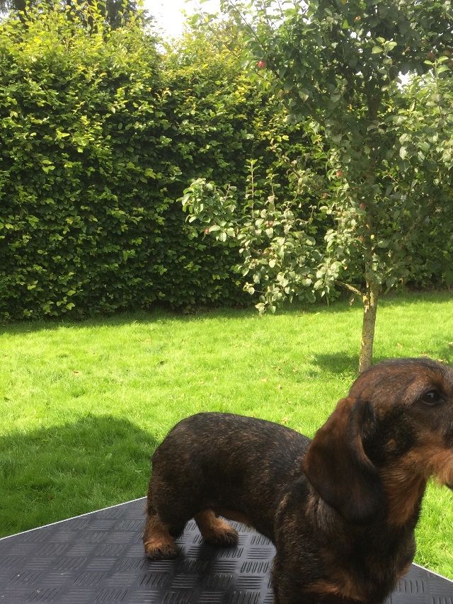 Skovens A'capella Gunilla 10 måneder, på trimme/hygge besøg sammen med mor og far Mette og Michael. Billedet taler for sig selv hun er top lækker.........hun gør os meget stolte. Tak til Mette og Michael i har virkelig passet hende godt.
Gunille er efter Marrondales Xynthia (Ronja) og Vandhøjens Baloo (Allan)   
