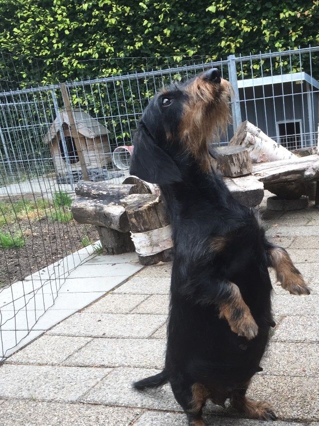 Freja trives og vi forventer fødsel om ca 12 dage. Freja kan stadig stå som vores lille pingvin, når bare vi har en god bid i hånden. I dag har vi overskyet og regn, hvilket jeg tror hundende nyder  