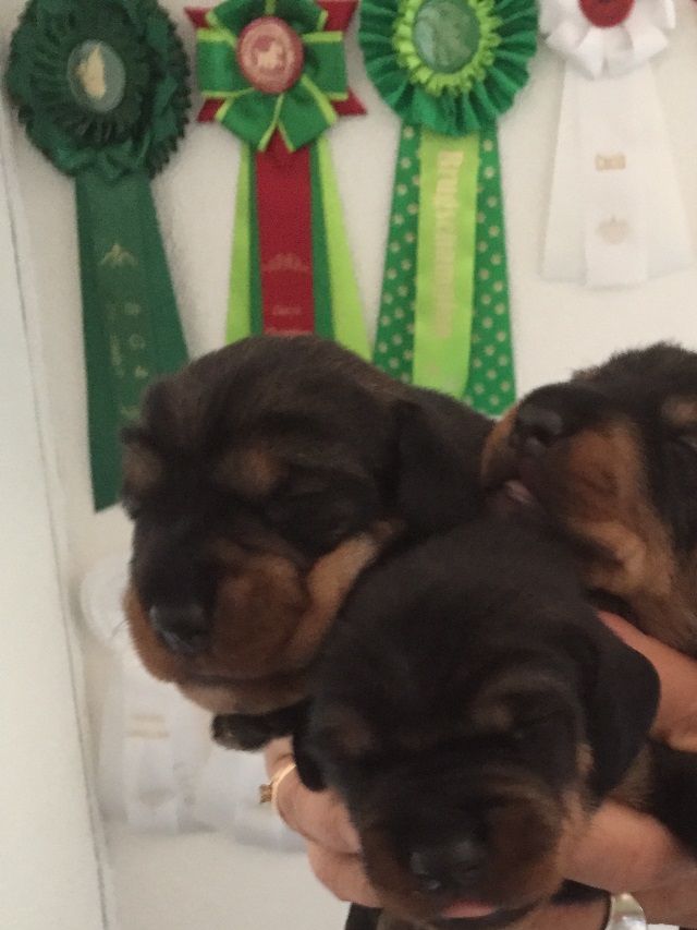 Tre hanner der nu vejer: 
Han nr 1- 684 g 
Han nr 2 - 712 g 
Han nr 3 - 736