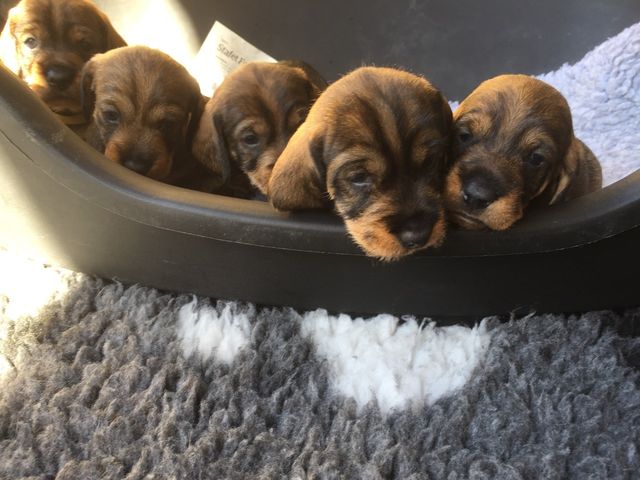 9. juli, vi er nu pludselig vokset os til smukke hundehvalpe, vores tænder er ved at bryde igennem og vi har fundet ud af, at hvis vi piver bliver vi taget op og nusset med, vores Marianne mor siger det er som at trykke på en kontakt, så er der ro. Vi har de sidste 5 dage vært med på terassen. Bedstemor Ronja, må gerne gå rundt omkring tæppet, men stikke hovedet helt ned til dem går ikke, Juvel skubber hende blidt væk, Freja må også kigge men på afstand. Omkring næste weekend begynder vi at give tilskud med foder. Her i huset syntes vi tiden går alt for hurtigt, i er sikkert ikke enige med os derud. 
J kuldet er et lækkert kuld og vi glædes hver dag over deres skønhed   