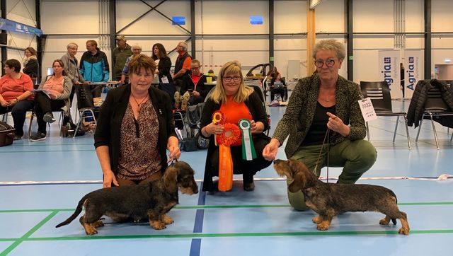 
Fantastisk udstillingsdag DGK Hjørring 07.09.2019
SEVCH DKJUCH Skovens A'capella Juvels Rubin, erhvervede sig titlen KLBJCH og BIM på bagrund af resultat:
Exc.JK Plac.1 CK 1.BTK CERT BIM
Dommer: Pauliina Sjöholm, FI