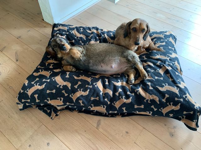 02.06.2021 - Rubin dag 51, her ligger hun sammen med bedstemor Ronja, som nu bliver oldemor til Rubins hvalpe. 
Rubin er glad, kælen og meget sulten, den trange plads betyder, at hendes måltider nu består af mindre små hyppige måltider. 
Hun nyder det gode vejr og elsker variationen af, at ligge i solen eller på en dejlig varm pude, for efterfølgende nyde en skyggefuld plads eller det kolde gulv.
2. og sidste Herpesvaccine er givet. 
Her hos er vi så småt igang med div indkøb og forberedelser til, at modtage hendes hvalpe. Den 07.06 har jeg hundebarsel, nedtællingen er startet 