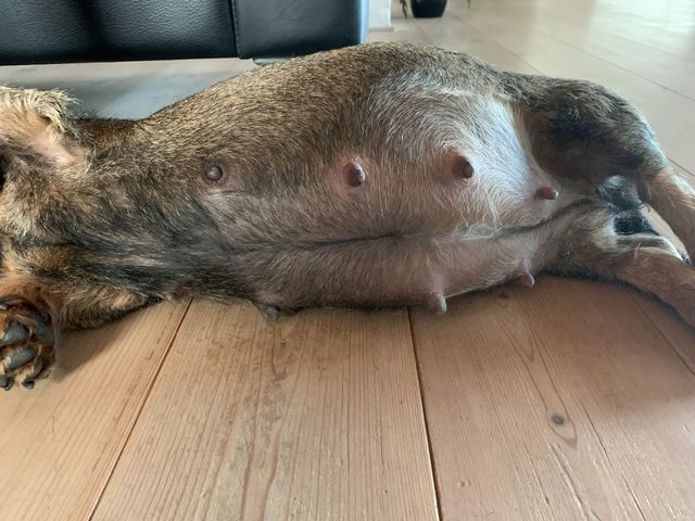 Den 8. juni. Madglade Rubin er nu nået til dag 57, hun har det godt, går stille rundt, trappen ud til haven klares ned, men er svær at komme op ad, vi giver et lille skub. 
Jeg 