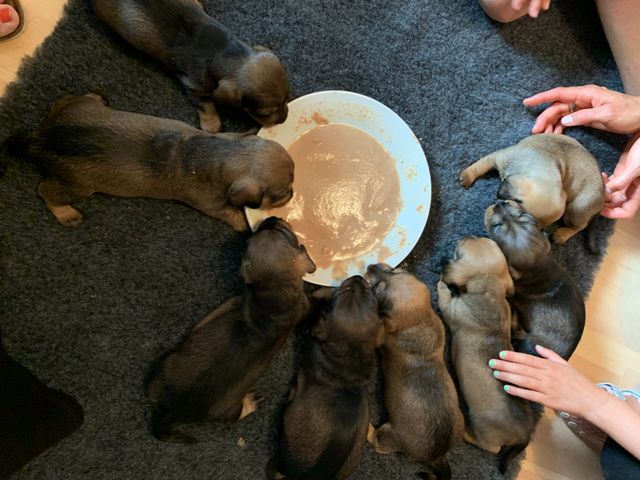 02.07. Første måltid og første besøg af kommende hundefamilie 😍😍