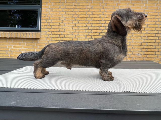 Titler: NORDJV21 DKJV21 DKJUCH KIMBJV21
Køn: Han 
Farve: Vildtfarvet-RS
Født: 10.09.2020
Rygstatus K4 (Moderat)
Øjenlyst intet påvist 
Øjne: CRD-PRA DNA (NPHP) Fri via aner 