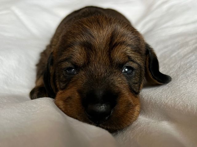 Fredag på 12 dagen åbnede hvalpene deres øjne. 
I dag lørdag har de alle fået klippet negle 